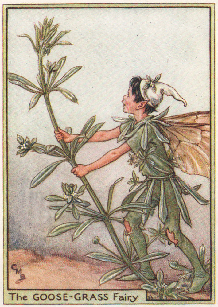 Goose-Grass Fairy by Cicely Mary Barker. Wayside Flower Fairies c1948 print